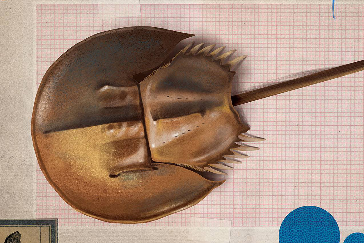 An illustration featuring a horseshoe crab